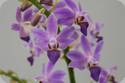 Phal. Blue Pearl